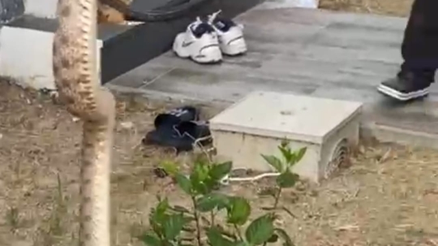 Bodrum'da evin boşluğundaki yılan itfaiye ekiplerince yakalandı