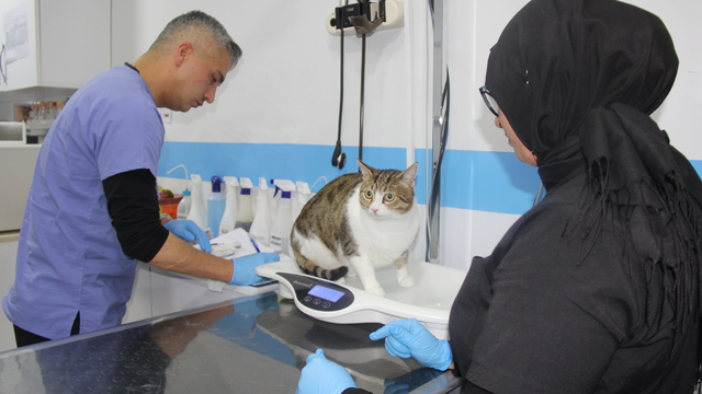 Hayvan tedavilerinde 'yapay zeka' desteği