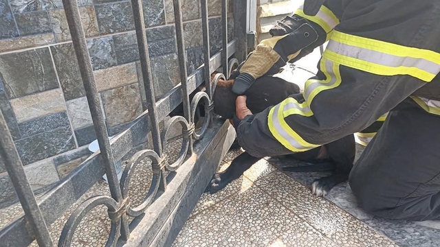 Arsuz'da bahçe kapısına sıkışan köpek kurtarıldı