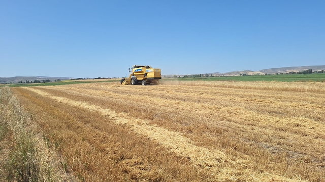 Çorum'da arpa hasadına başlandı