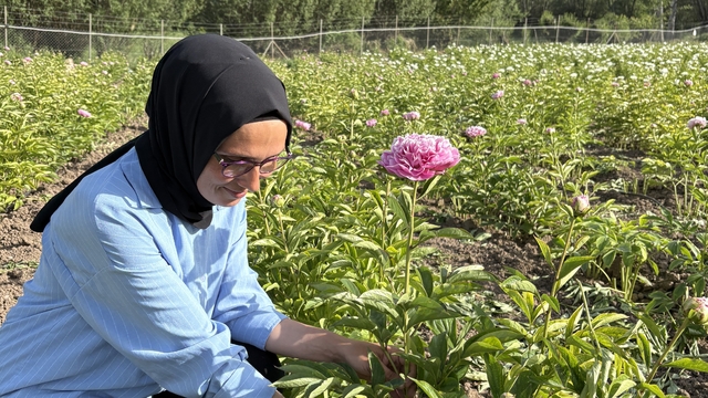 Kadın üretici yetiştirdiği şakayık bitkisinin hasadına başladı
