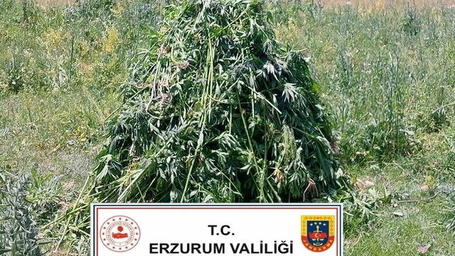 Erzurum'da 867 kök kenevir ele geçirildi