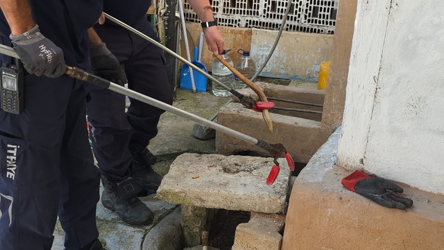 Bursa'da bir evin bahçesinde yakalanan oluklu kertenkele doğaya salındı