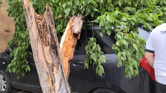 Siirt'te şiddetli rüzgar; otobüs durağı ve ağaçlar devrildi, çatılar uçtu