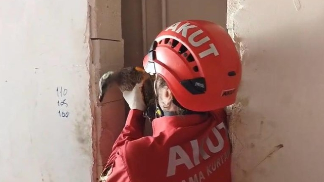 Trabzon'da havalandırma boşluğunda mahsur kalan yaralı martı kurtarıldı