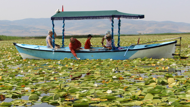 Işıklı Gölü'nde 'nilüfer' turizmi