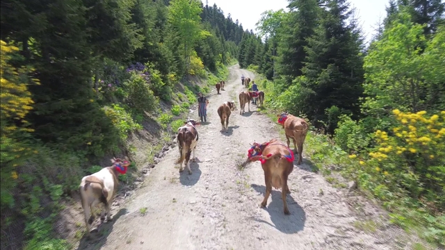 Karadeniz'de türkülü manili renkli yayla göçü