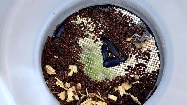 Antalya'da ormanlara zarar veren Akdeniz çam kabuk böceğiyle mücadele ediliyor