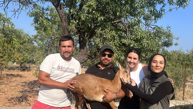 Datça'da bahçede bitkin halde bulunan yaban keçisi kurtarıldı