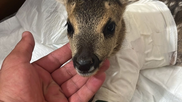 Yaralı yavru karaca tedaviye alındı