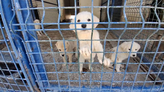 Beypazarı Belediyesinin yeni yaptığı hayvan barınağı açıldı
