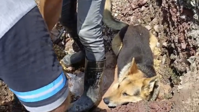 Kazı alanındaki su birikintisine giren köpek kamerada