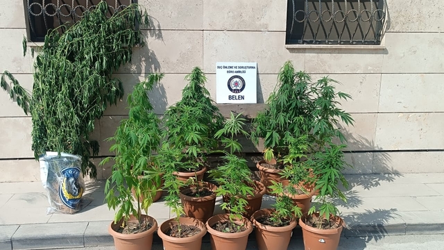 Belen'de 81 kök Hint keneviri ele geçirildi