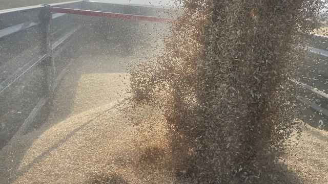 Tekirdağ'da arpa hasadı başladı