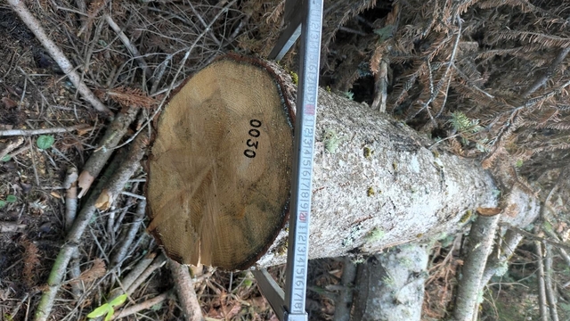 Ormandan kaçak 792 ağaç kesen sanıklara 5 ile 10 yıl arası hapis