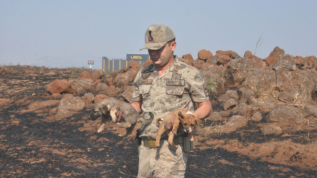 Yangında mahsur kalan yavru köpekleri jandarma kurtardı