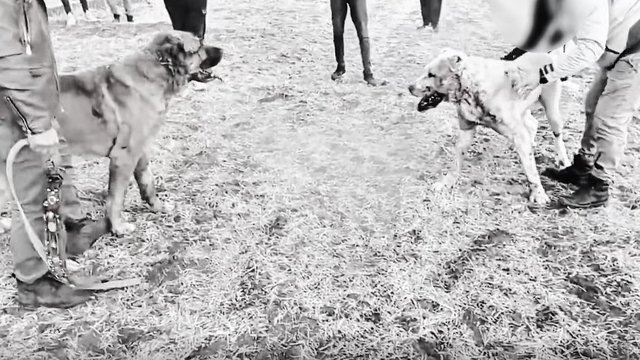 Kayseri'de köpek dövüştüren 8 kişiye gözaltı