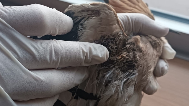 Bolu'da bayram tatili süresince 13 kuş ile 5 tilki tedavi edildi