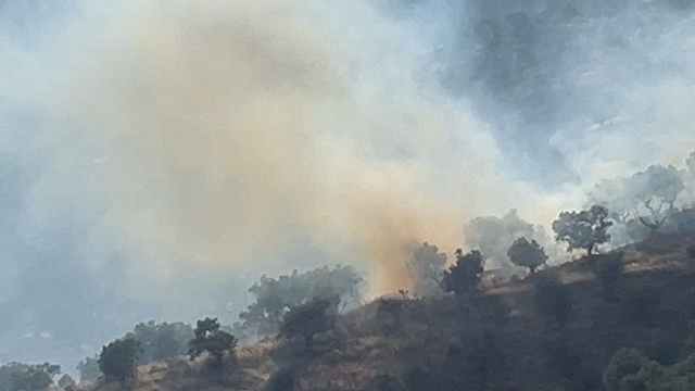 İzmir'de zeytinlik alanda çıkan yangın kontrol altına alındı
