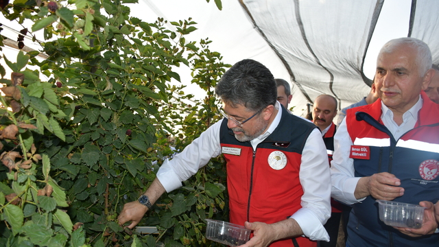 Tarım ve Orman Bakanı İbrahim Yumaklı, Siirt'te böğürtlen hasadına katıldı: