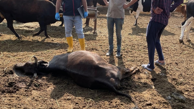 Kırıkkale'de yıldırım isabet eden 6 büyükbaş hayvan telef oldu