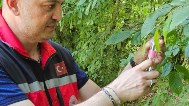 Kandıra'da kahverengi kokarcayla mücadele için doğaya 5 bin samuray arısı bırakıldı