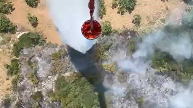 Aydın'da orman yangını