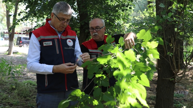 Edirne'de kahverengi kokarcayla mücadele için doğaya 2 bin samuray arısı bırakıldı