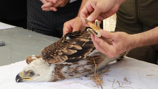 Trakya'da şah kartal ile leylekler için 'halkalama' çalışması