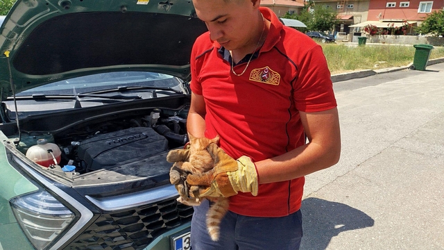 Erzincan'da otomobilin motor bölümüne sıkışan kedi yavrularını itfaiye kurtardı