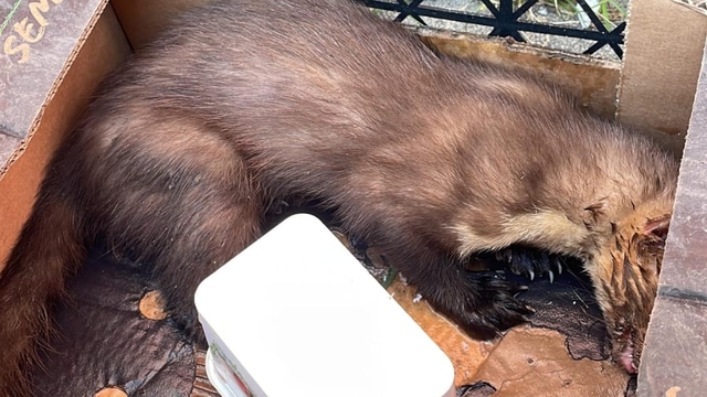 Zonguldak'ta yaralı sansar tedavi altına alındı