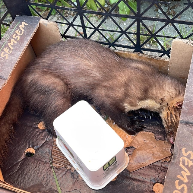 Zonguldak'ta yaralı sansar tedavi altına alındı