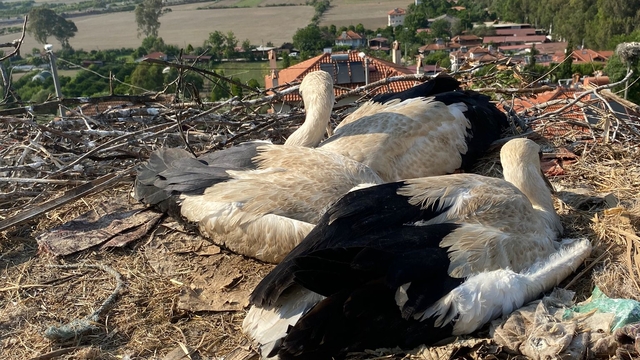 Muğla'da ayaklarına ip dolanan leylek yavruları kurtarıldı