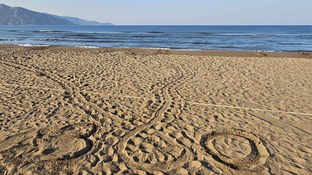 Muğla'da İztuzu Plajı'ndaki caretta caretta yuvalarının sayısı 300'e ulaştı