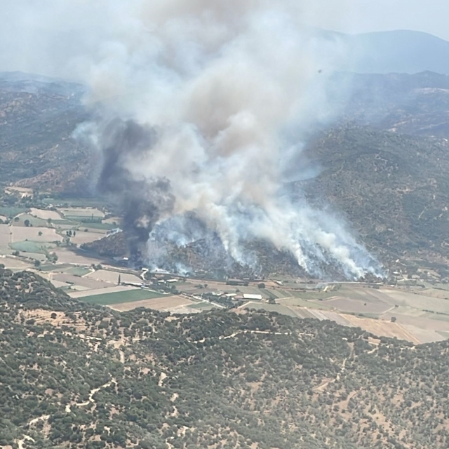 Aydın'da zeytinlik alanda yangın çıktı