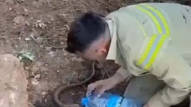 Orman personeli, yangından etkilenen oluklu kertenkeleyi su vererek serinletti