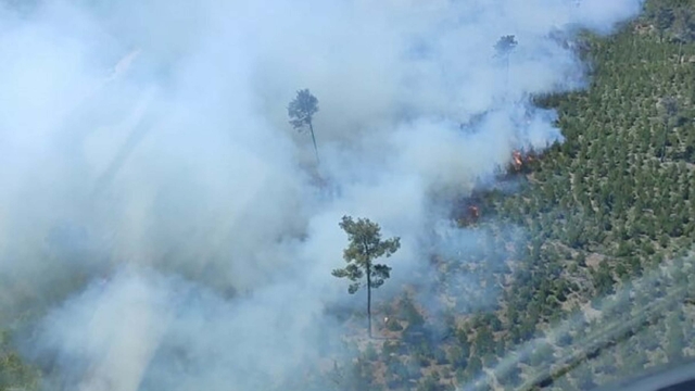 Manisa'da orman yangını