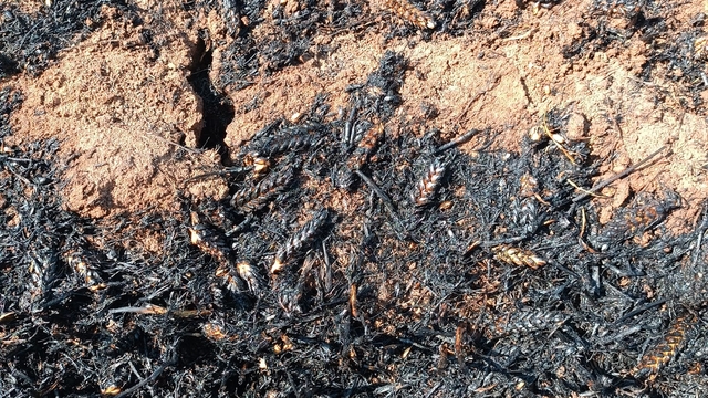 Mardin'de yaklaşık 400 dekar buğday ekili alan yandı