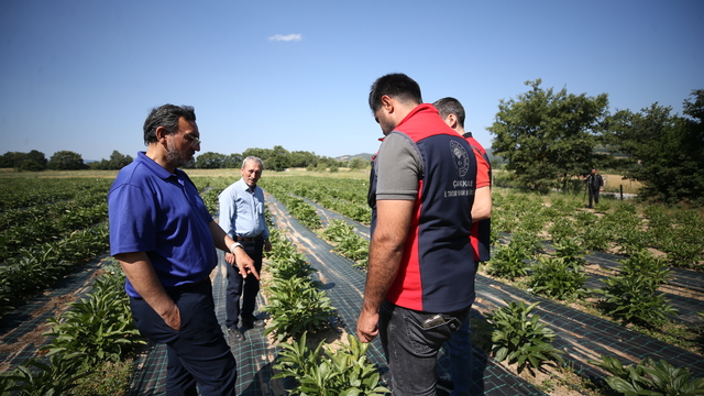 Özel sektörde yöneticiliği bırakıp şakayık üreticisi oldu