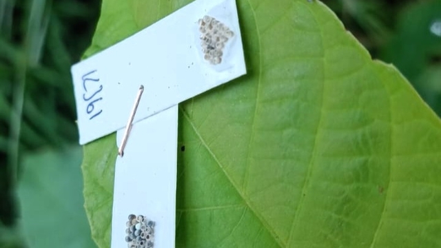 Kırklareli'nde kahverengi kokarca ile mücadele çalışması başlatıldı