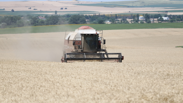 Edirne'de buğday üreticilerinin hasat mesaisi başladı