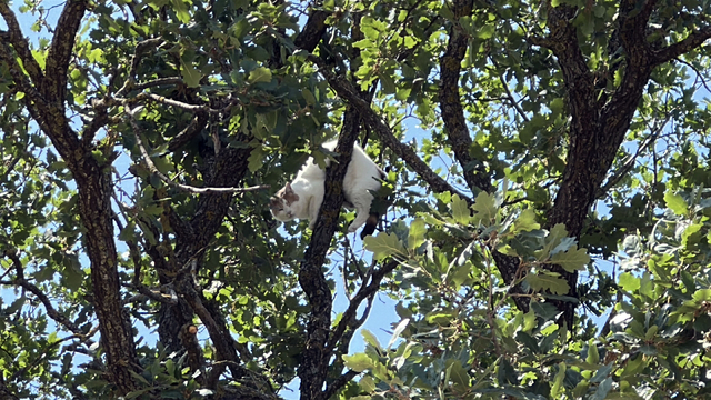 Ağaçta mahsur kalan kedi için vali devreye girdi; 18 saat sonra kurtarıldı