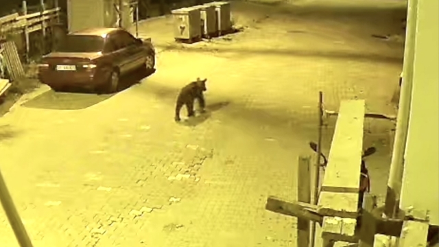 Sinop'ta ilçe merkezine inen ayı güvenlik kamerasınca kaydedildi