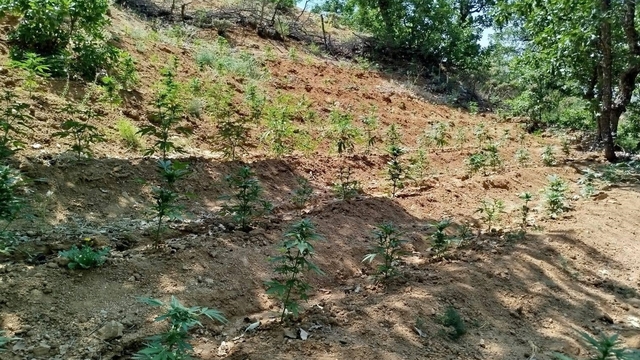 Bingöl'de 14 bin 933 kök Hint keneviri ele geçirildi