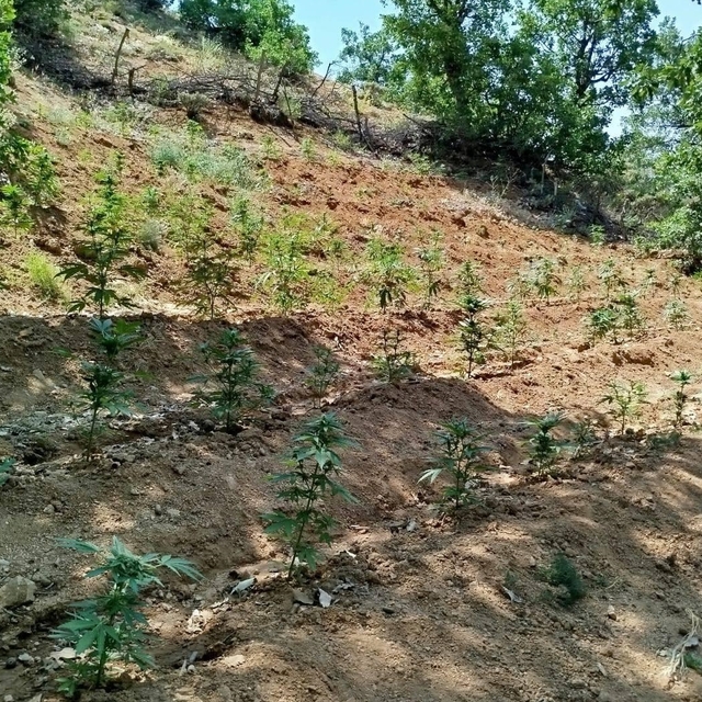 Bingöl'de 14 bin 933 kök Hint keneviri ele geçirildi