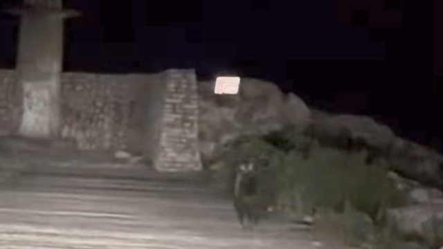 Yavru bozayı bu kez limanda görüntülendi