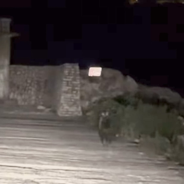 Yavru bozayı bu kez limanda görüntülendi