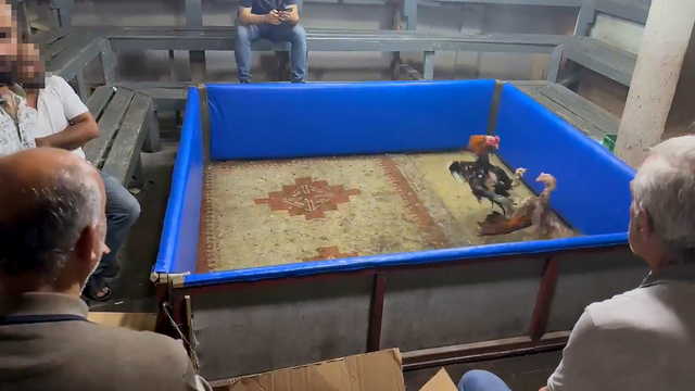 Adana'da horoz dövüştürenlere suçüstü