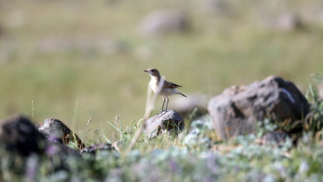 Iğdır'da kuyrukkakanın kendine özgü hareketleri görüntülendi
