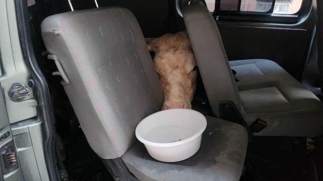 Sahibini dolandırıp 155 TL'ye aldıkları 'Yıldız' isimli ineği hafif ticari araçla taşıdılar